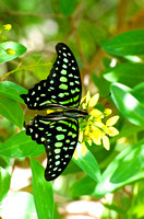 Vacation - Butterfly Farm - Aruba